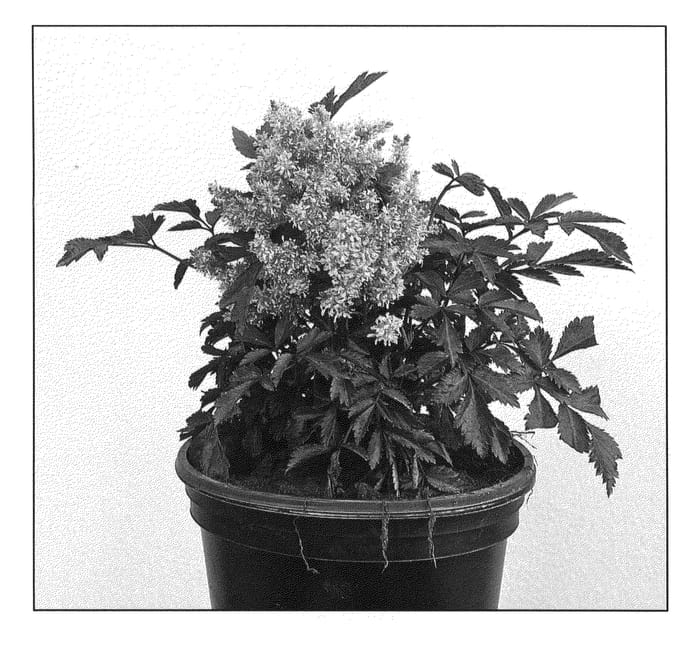 Figure 1 of US plant patent PP20674, the photograph of Sugarberry printed in the patent.