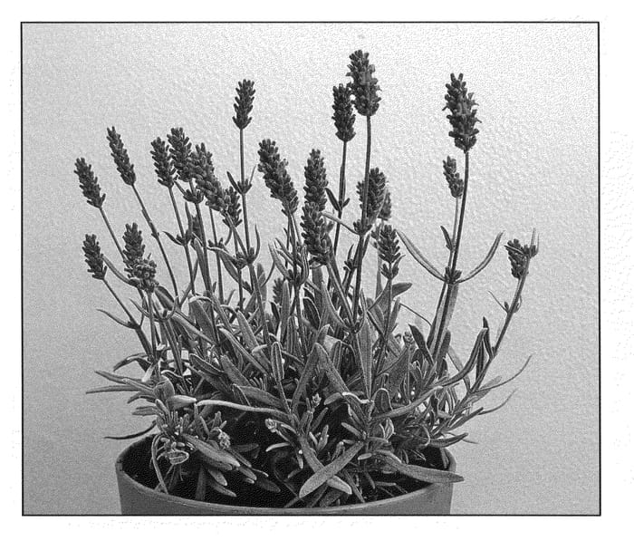 Figure 1 of US plant patent PP20675, the photograph of Silver Royalty printed in the patent.