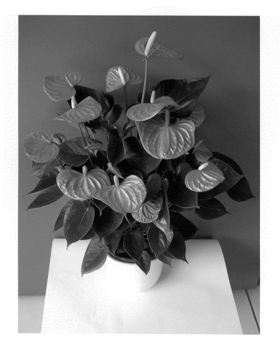 Figure 1 of US plant patent PP20676, the photograph of Bardonta printed in the patent.
