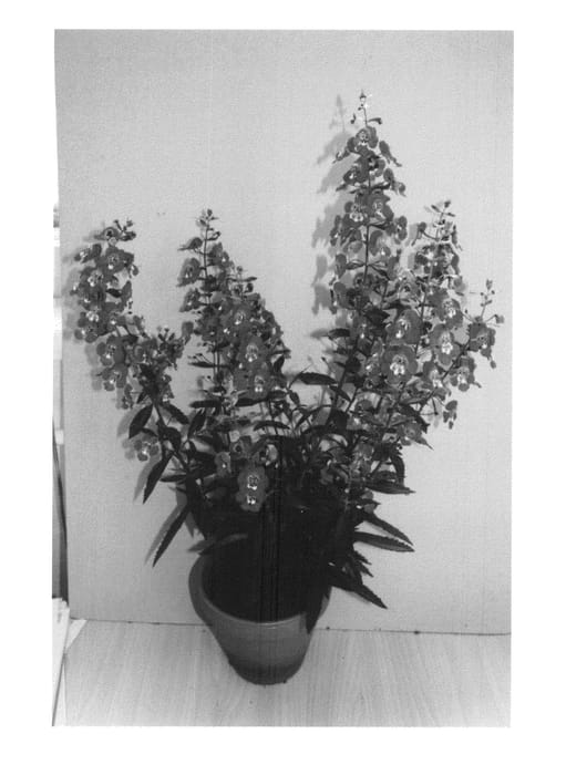 Figure 1 of US plant patent PP20677, the photograph of Adeblu printed in the patent.
