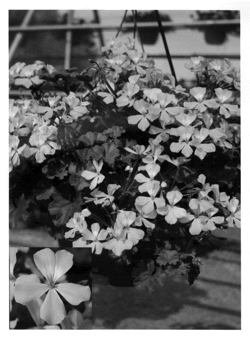 Figure 1 of US plant patent PP20678, the photograph of Cante Pinka printed in the patent.