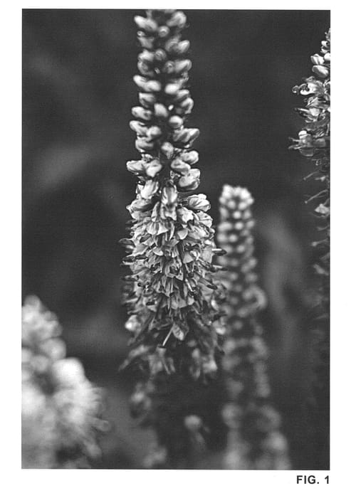 Figure 1 of US plant patent PP20679, the photograph of Foxy Lady printed in the patent.