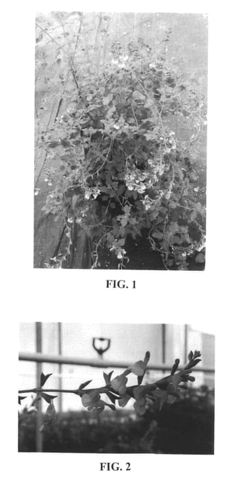 Figure 1 of US plant patent PP20680, the photograph of Shell Dancer printed in the patent.