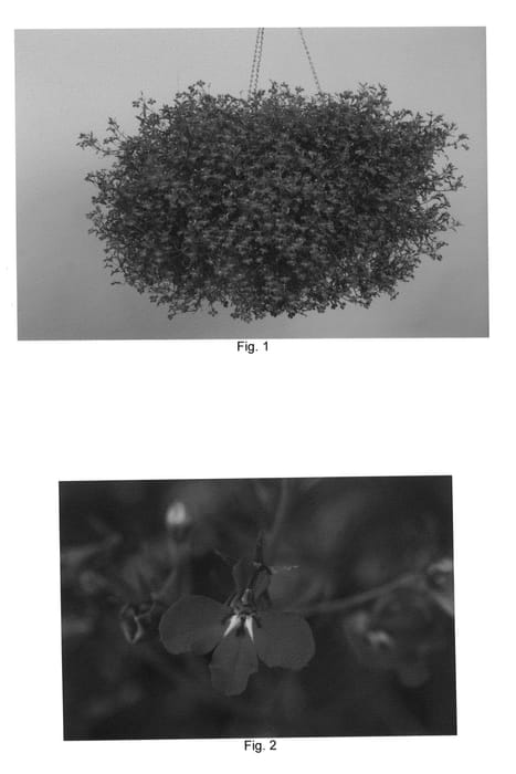 Figure 1 of US plant patent PP20681, the photograph of Tech Darbule printed in the patent.