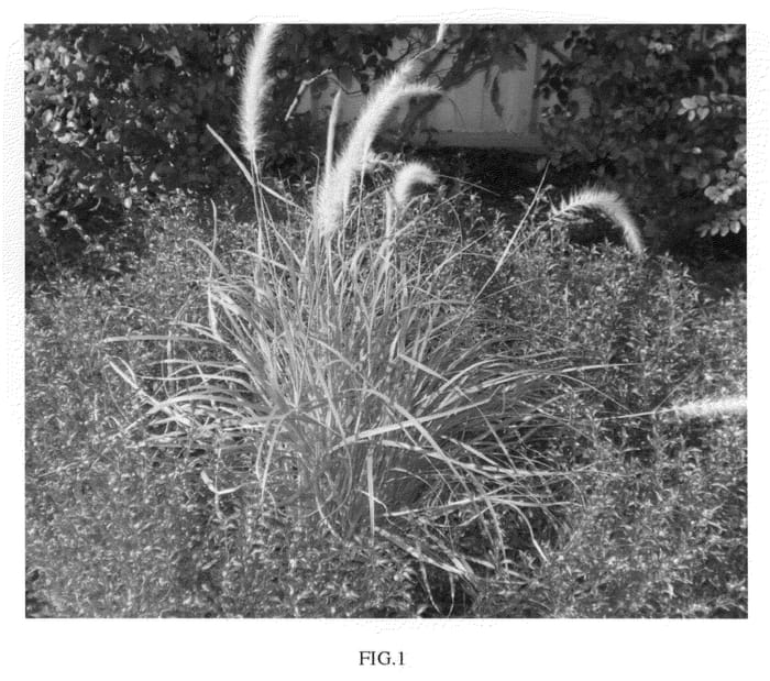 Figure 1 of US plant patent PP20682, the photograph of Ivory Fountain printed in the patent.