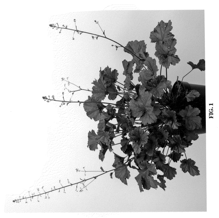 Figure 1 of US plant patent PP20683, the photograph of Dark Secret printed in the patent.