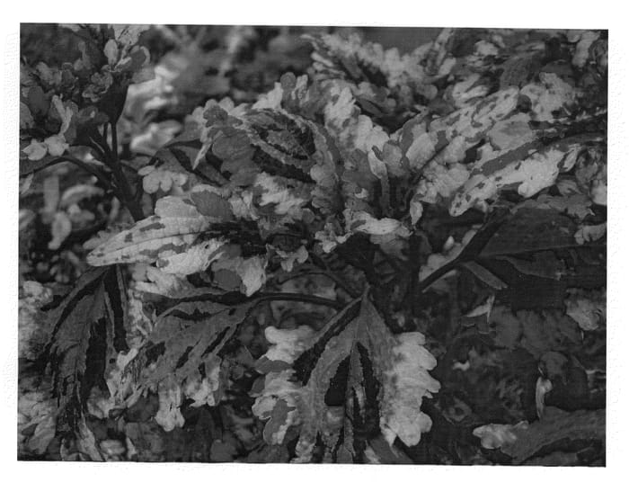 Figure 1 of US plant patent PP20684, the photograph of TRE RES 08 printed in the patent.