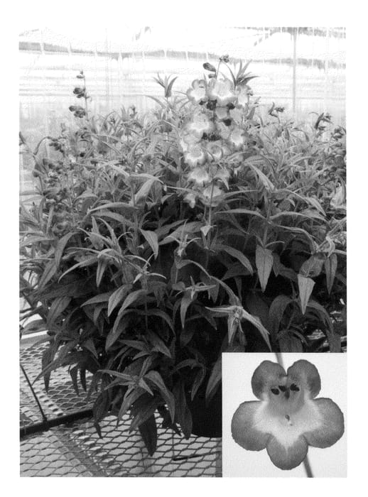 Figure 1 of US plant patent PP20685, the photograph of Peni Laver printed in the patent.