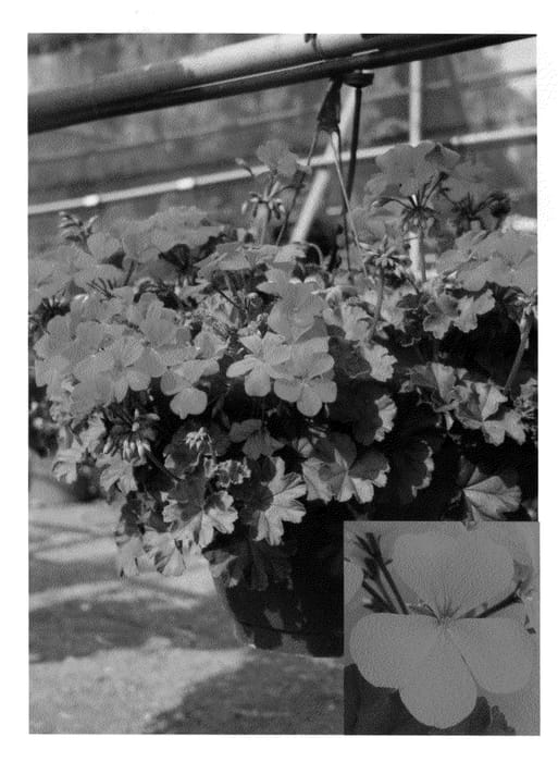 Figure 1 of US plant patent PP20686, the photograph of Cante Oran printed in the patent.