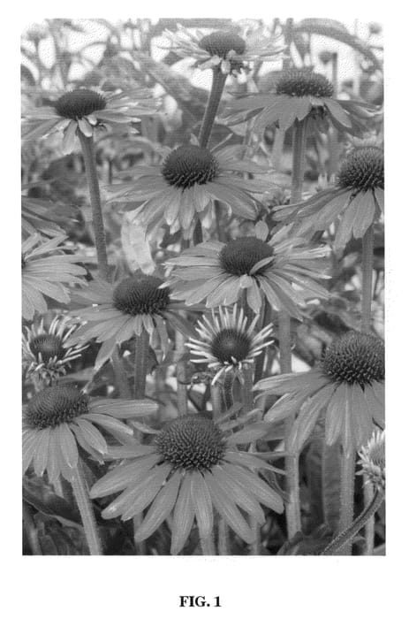 Figure 1 of US plant patent PP20687, the photograph of Hot Summer printed in the patent.
