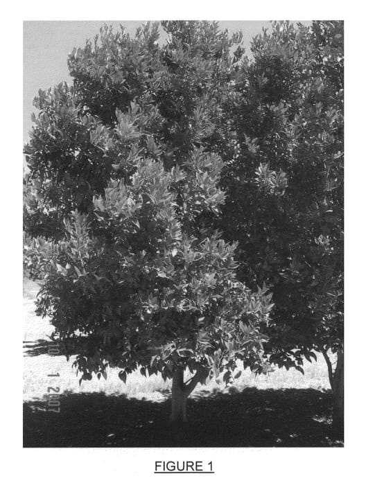Figure 1 of US plant patent PP20688, the photograph of Valley Gold printed in the patent.