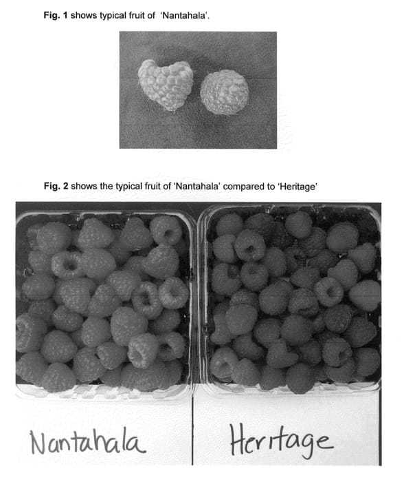 Figure 1 of US plant patent PP20689, the photograph of Nantahala printed in the patent.