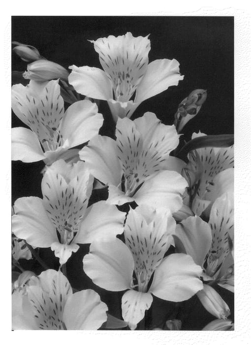 Figure 1 of US plant patent PP20690, the photograph of Zalsadon printed in the patent.