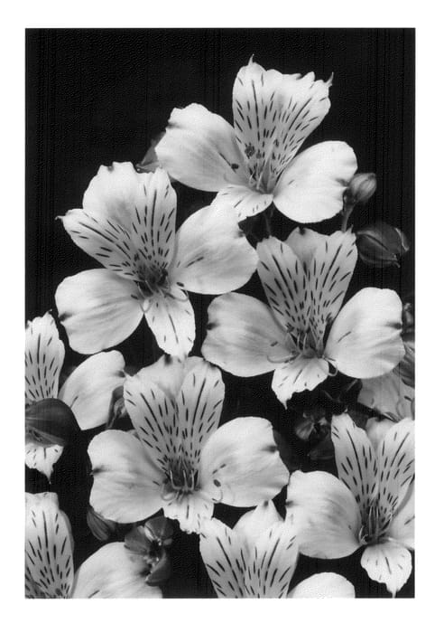 Figure 1 of US plant patent PP20691, the photograph of Zalsalus printed in the patent.
