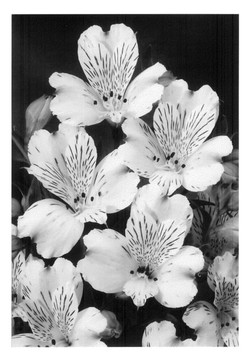 Figure 1 of US plant patent PP20692, the photograph of Zalsafro printed in the patent.