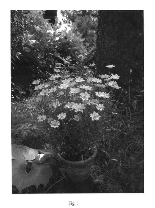 Figure 1 of US plant patent PP20693, the photograph of Golden Dream printed in the patent.