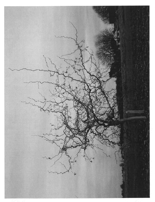 Figure 1 of US plant patent PP20694, the photograph of Red Dragon printed in the patent.