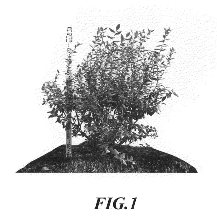 Figure 1 of US plant patent PP20695, the photograph of C99-42 printed in the patent.