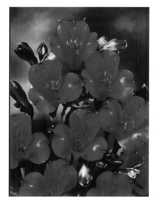 Figure 1 of US plant patent PP20697, the photograph of Zalsachic printed in the patent.