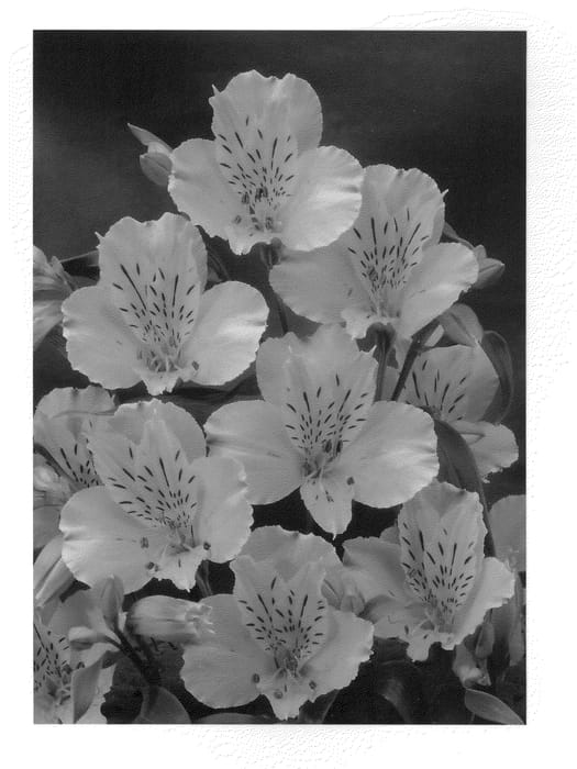 Figure 1 of US plant patent PP20698, the photograph of Zalsamon printed in the patent.