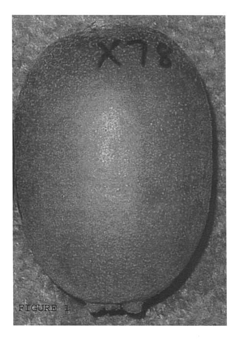 Figure 1 of US plant patent PP20699, the photograph of SKELTON X78 printed in the patent.