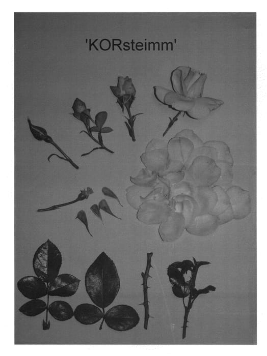 Figure 1 of US plant patent PP20700, the photograph of KORsteimm printed in the patent.