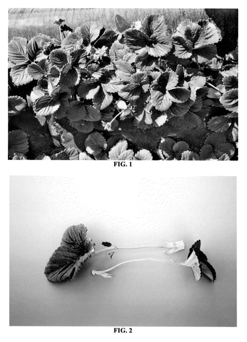 Figure 1 of US plant patent PP20701, the photograph of DrisStrawSix printed in the patent.