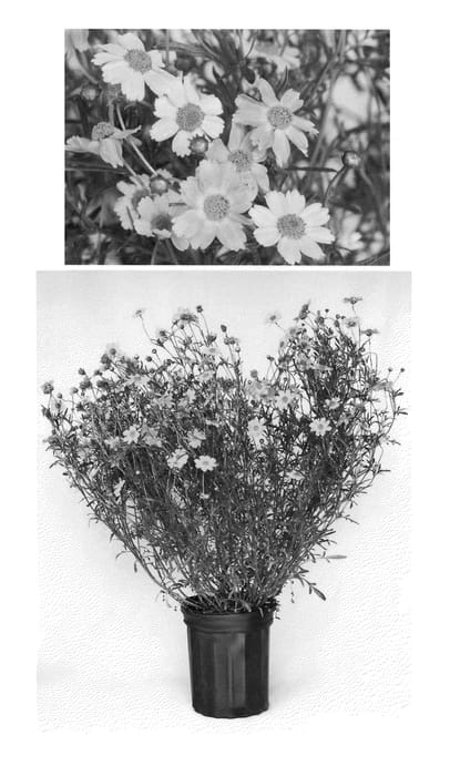 Figure 1 of US plant patent PP20702, the photograph of Sweet Marmalade printed in the patent.