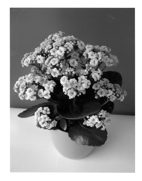 Figure 1 of US plant patent PP20703, the photograph of Davina printed in the patent.