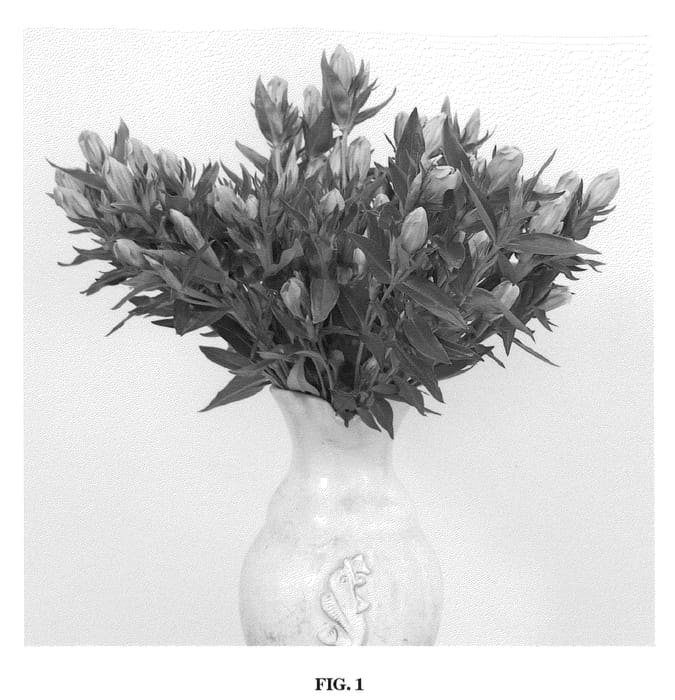 Figure 1 of US plant patent PP20704, the photograph of Blue Magic printed in the patent.