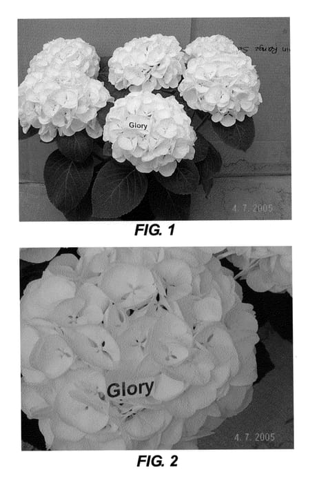 Figure 1 of US plant patent PP20705, the photograph of Glory printed in the patent.