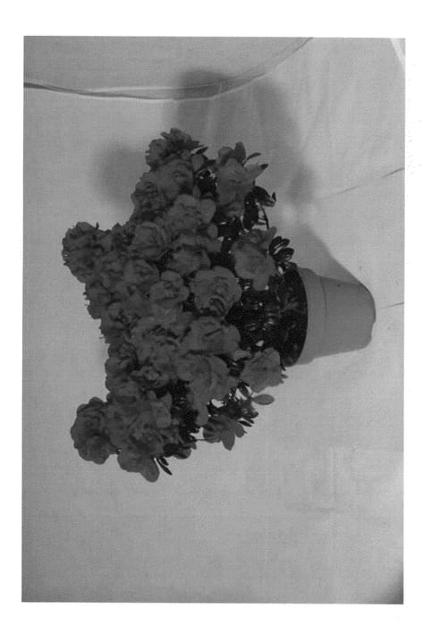 Figure 1 of US plant patent PP20706, the photograph of Hort200101 printed in the patent.