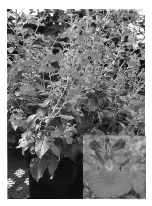 Figure 1 of US plant patent PP20707, the photograph of Mes Ros printed in the patent.