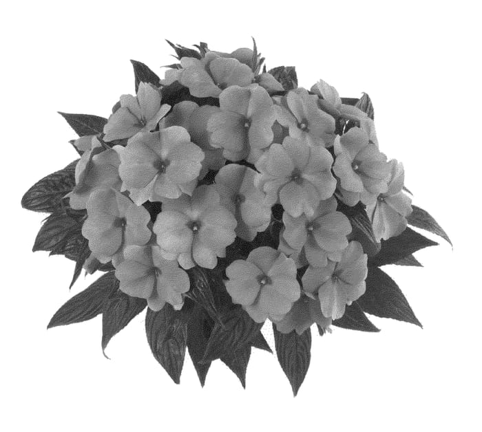 Figure 1 of US plant patent PP20708, the photograph of Fidimppi printed in the patent.