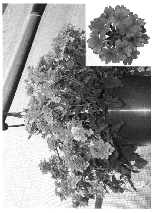 Figure 1 of US plant patent PP20709, the photograph of Lan Upbriro printed in the patent.