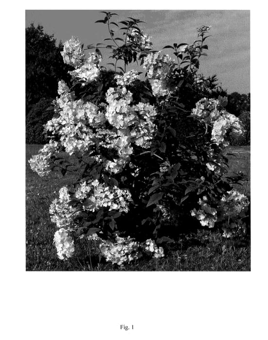 Figure 1 of US plant patent PP20710, the photograph of INH-HYD-6 printed in the patent.