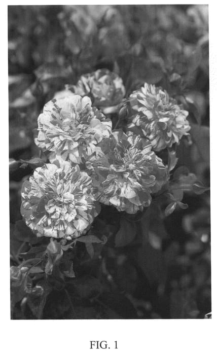 Figure 1 of US plant patent PP20711, the photograph of Meiroylear printed in the patent.