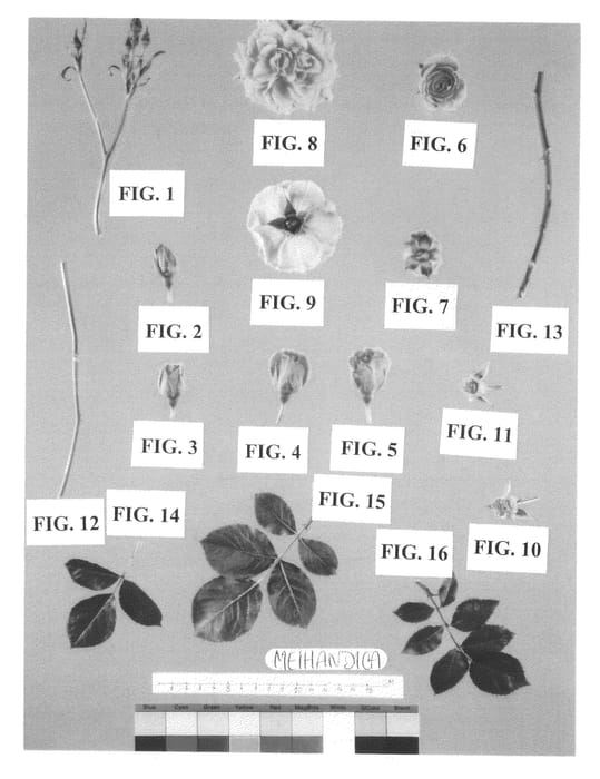 Figure 1 of US plant patent PP20712, the photograph of Meihandica printed in the patent.