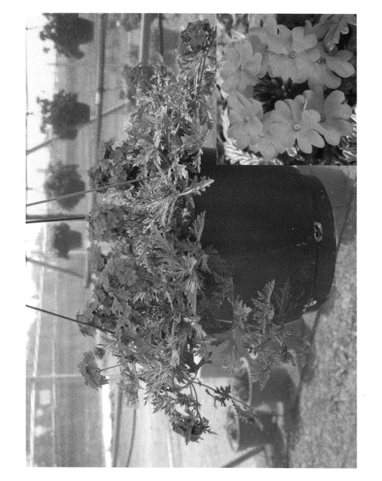 Figure 1 of US plant patent PP20713, the photograph of Rap Magna printed in the patent.