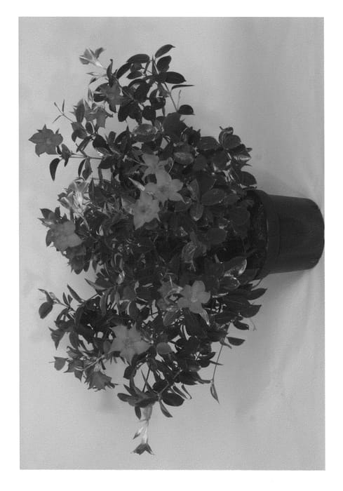 Figure 1 of US plant patent PP20714, the photograph of Fisrix Dered printed in the patent.