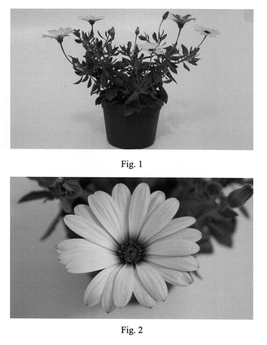 Figure 1 of US plant patent PP20715, the photograph of SAKOST190 printed in the patent.