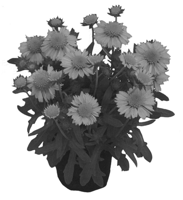 Figure 1 of US plant patent PP20716, the photograph of KIEGALYEL printed in the patent.