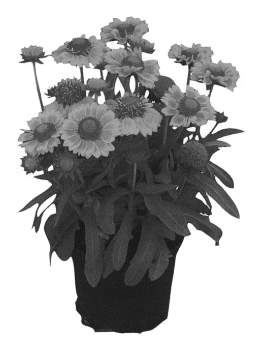 Figure 1 of US plant patent PP20717, the photograph of KIEGALPEA printed in the patent.