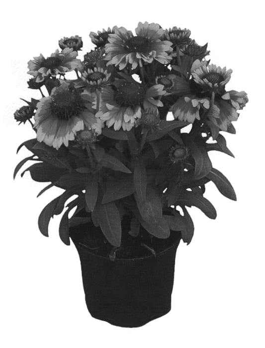 Figure 1 of US plant patent PP20718, the photograph of KIEGALDAB printed in the patent.