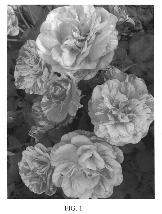 Figure 1 of US plant patent PP20719, the photograph of Meisiastri printed in the patent.
