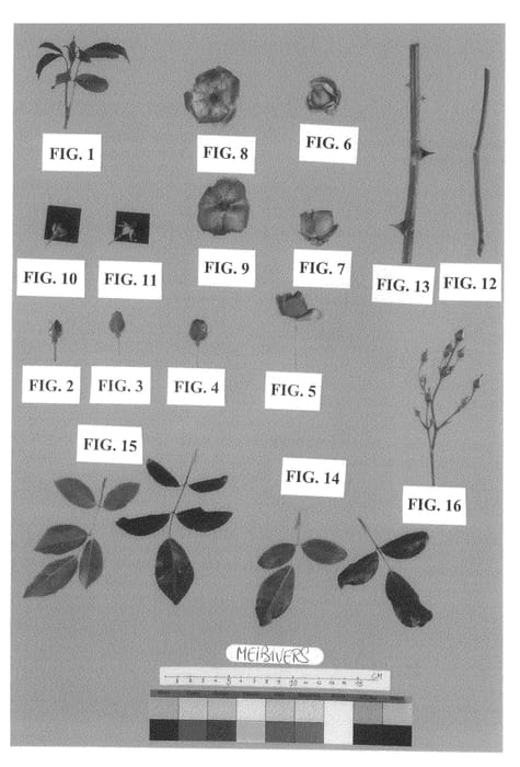 Figure 1 of US plant patent PP20720, the photograph of Meibivers printed in the patent.