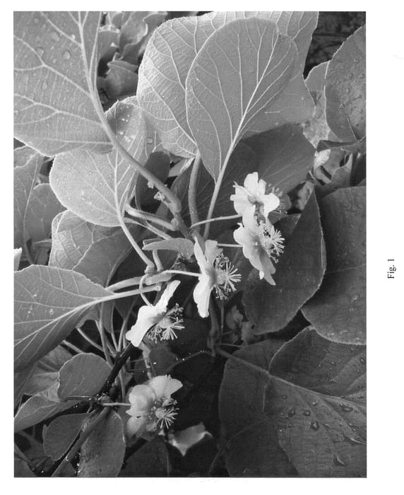 Figure 1 of US plant patent PP20721, the photograph of Y368 printed in the patent.