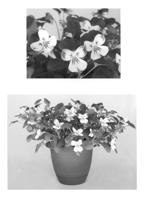 Figure 1 of US plant patent PP20722, the photograph of Flovelpurbi printed in the patent.