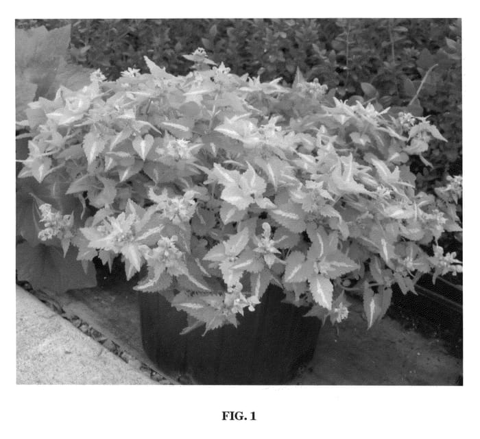 Figure 1 of US plant patent PP20723, the photograph of Lemon Frost printed in the patent.