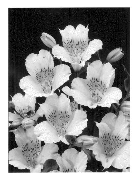 Figure 1 of US plant patent PP20724, the photograph of Zalsalan printed in the patent.